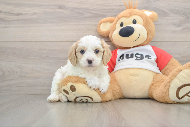 Cavapoo Pup Being Cute