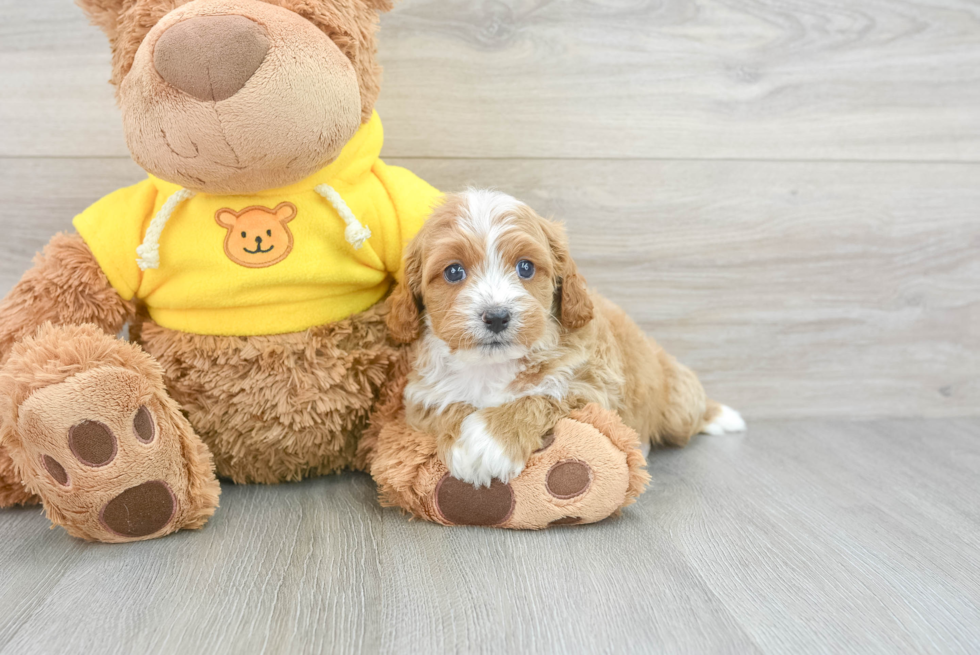Friendly Cavapoo Baby