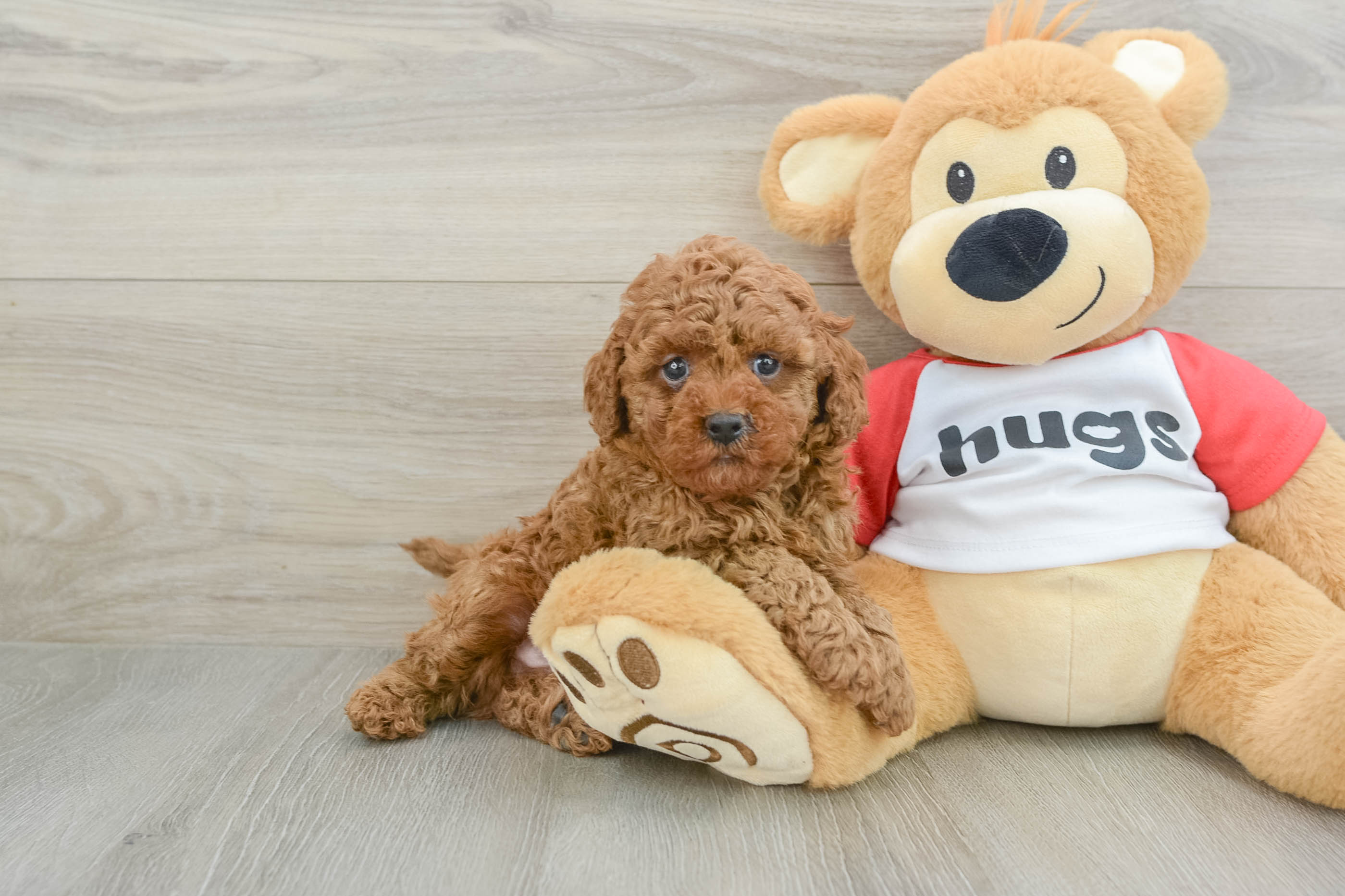 Cavapoo Puppy for Adoption