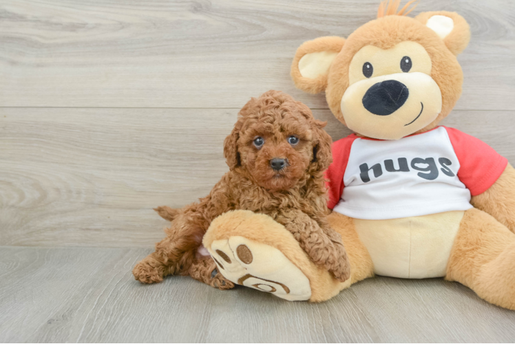 Cavapoo Puppy for Adoption