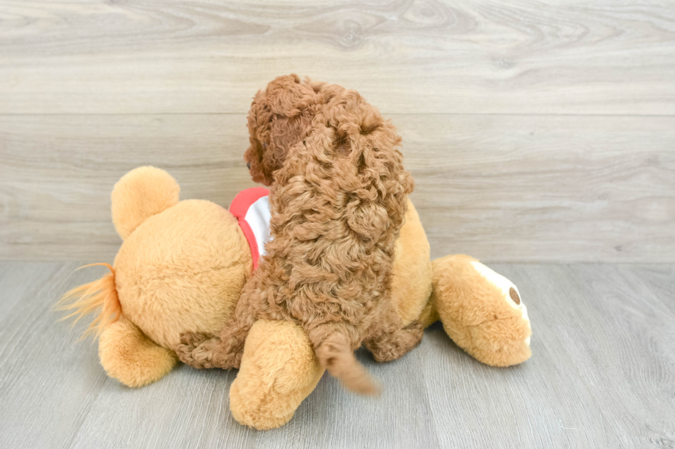 Energetic Cavoodle Poodle Mix Puppy