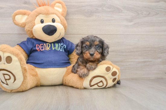 Cavapoo Puppy for Adoption