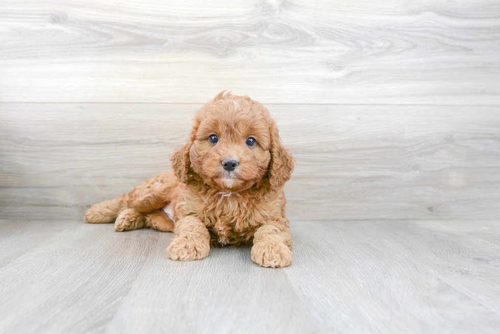 Best Cavapoo Baby