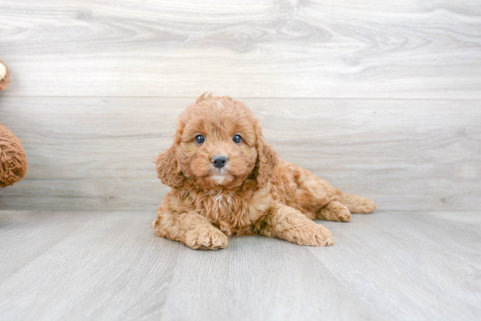 Smart Cavapoo Poodle Mix Pup