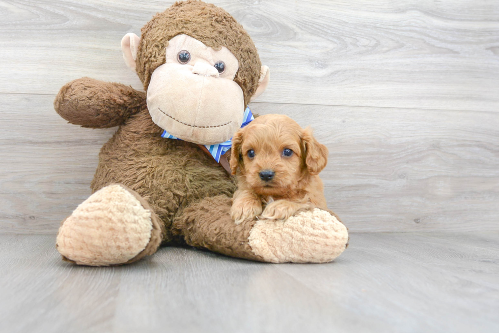 Cute Cavapoo Baby