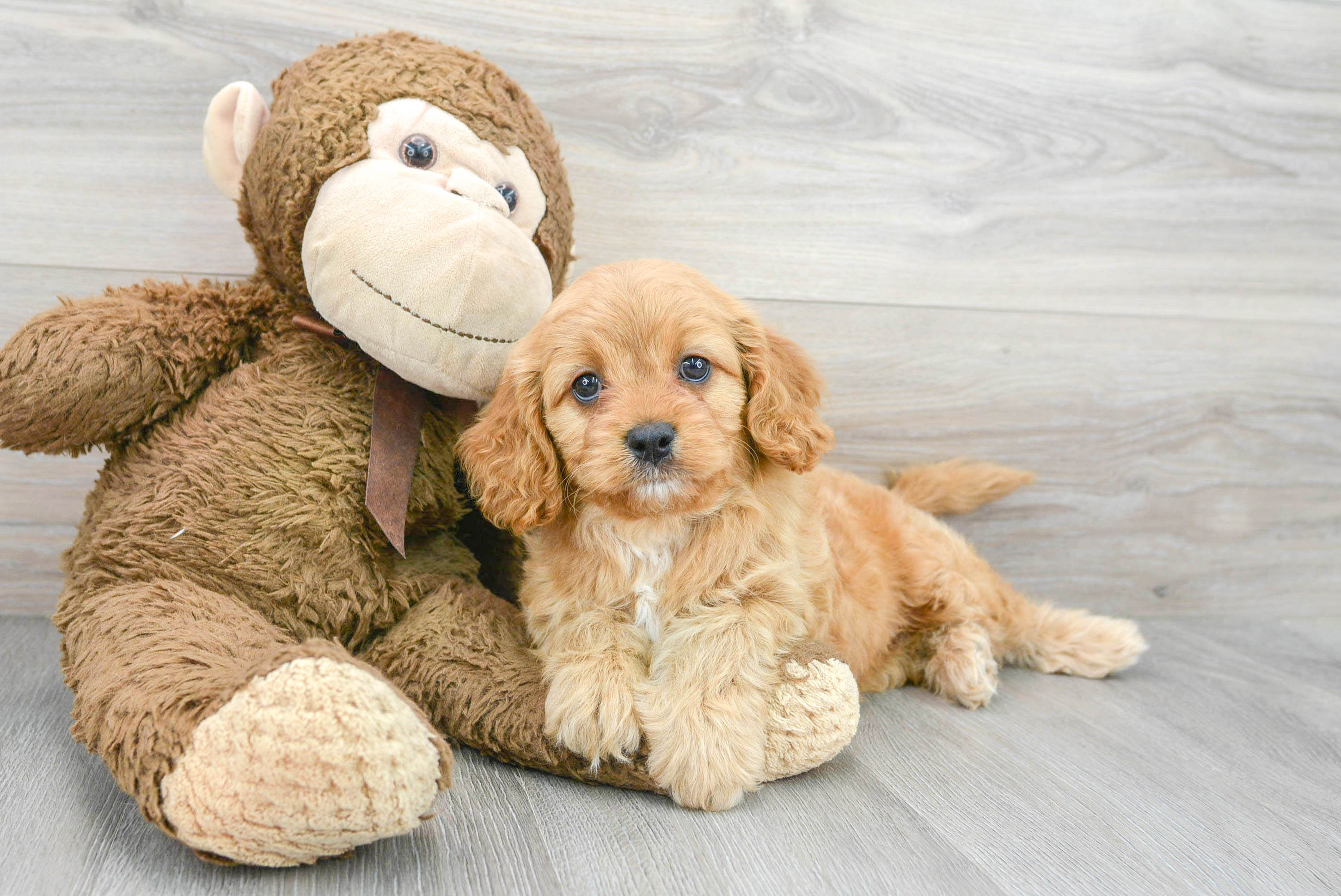 Best Cavapoo Baby