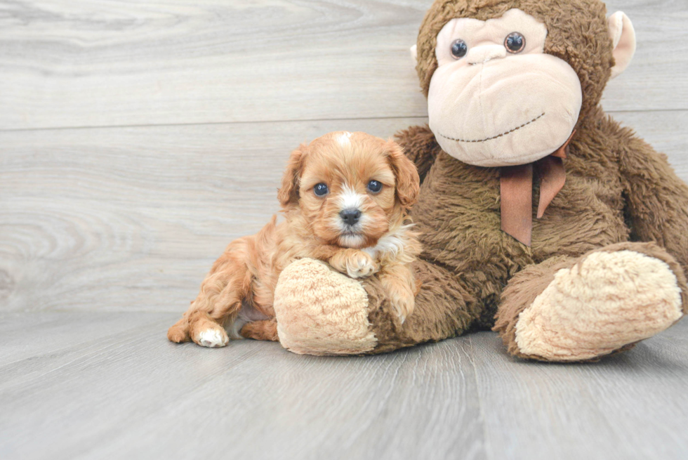 Popular Cavapoo Poodle Mix Pup