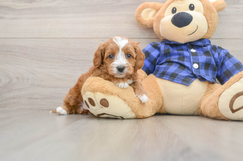 Cavapoo Pup Being Cute