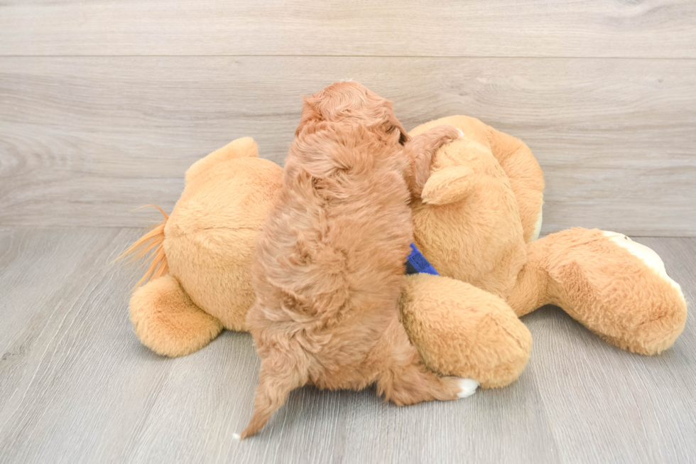 Playful Cavapoodle Poodle Mix Puppy