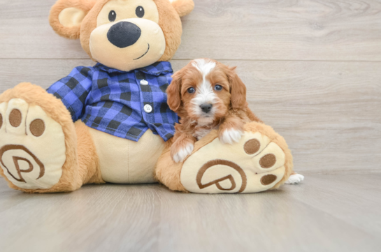 Best Cavapoo Baby