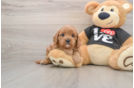 Best Cavapoo Baby
