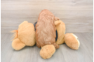 Cute Cavapoo Baby