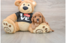 Small Cavapoo Baby