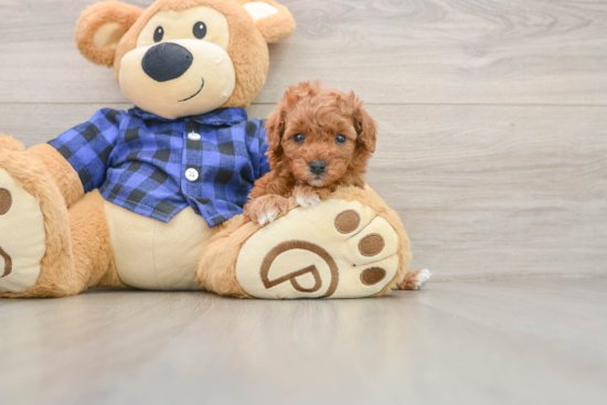 Petite Cavapoo Poodle Mix Pup