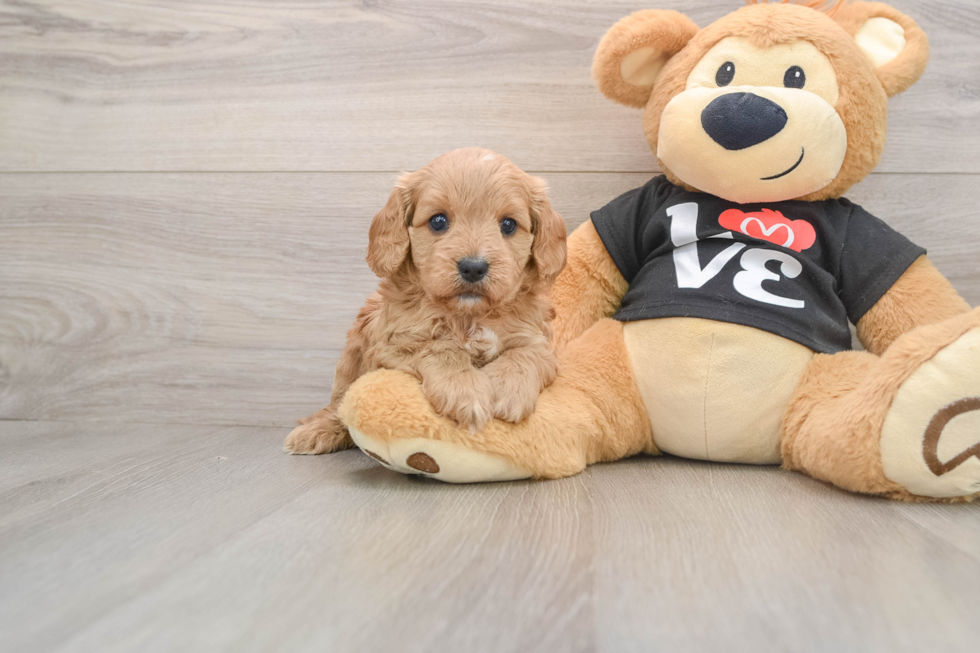 Best Cavapoo Baby