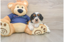 Popular Cavapoo Poodle Mix Pup