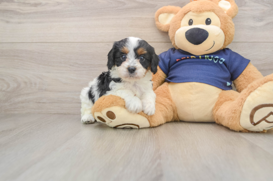 ZELDA, a Cavapoo littermate
