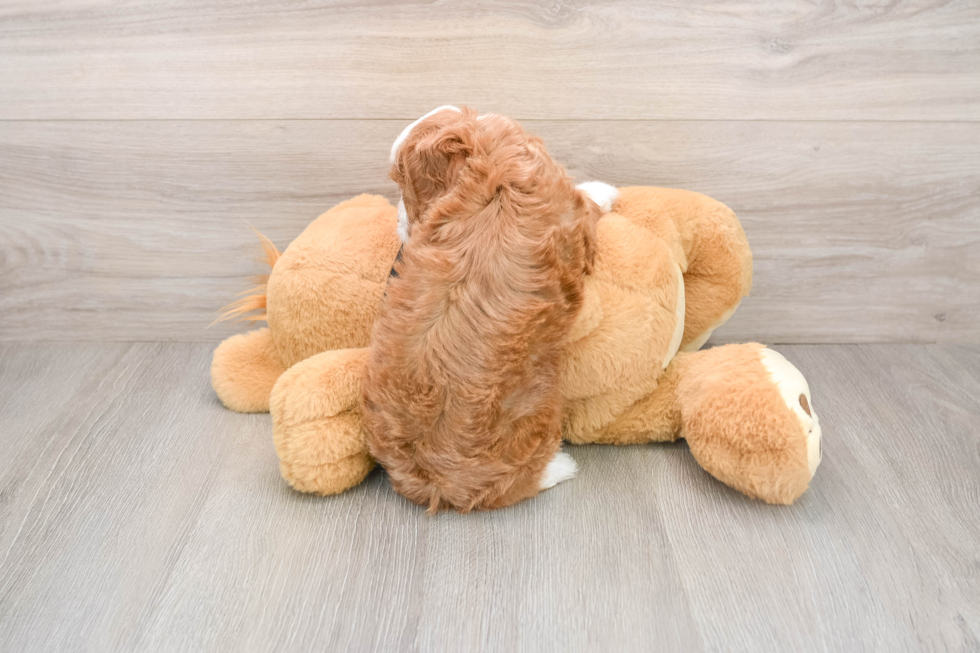 Best Cavapoo Baby