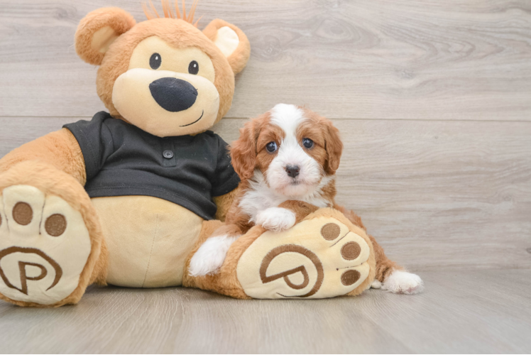 Cavapoo Puppy for Adoption