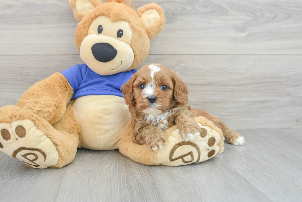 Best Cavapoo Baby
