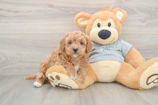 Cavapoo Pup Being Cute