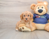 8 week old Cavapoo Puppy For Sale - Premier Pups