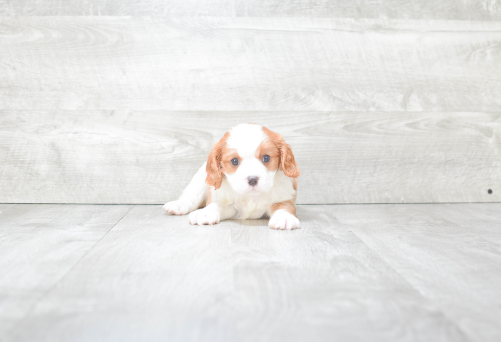 Petite Cavapoo Poodle Mix Pup