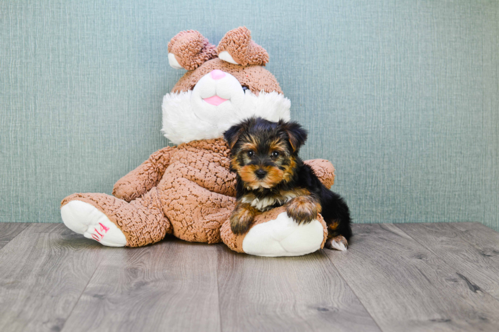 Meet Jeremy - our Yorkshire Terrier Puppy Photo 