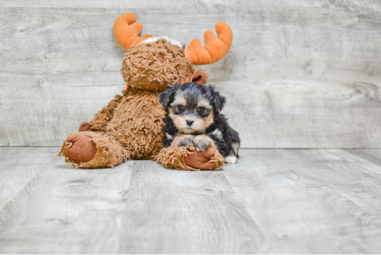 Playful Yorkie Designer Puppy