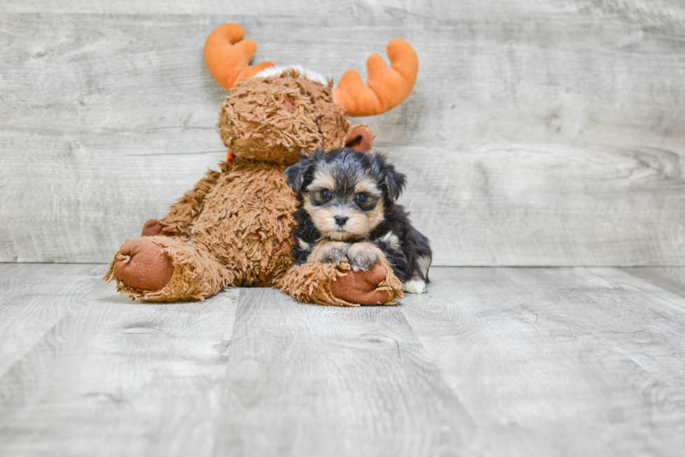 Playful Yorkie Designer Puppy