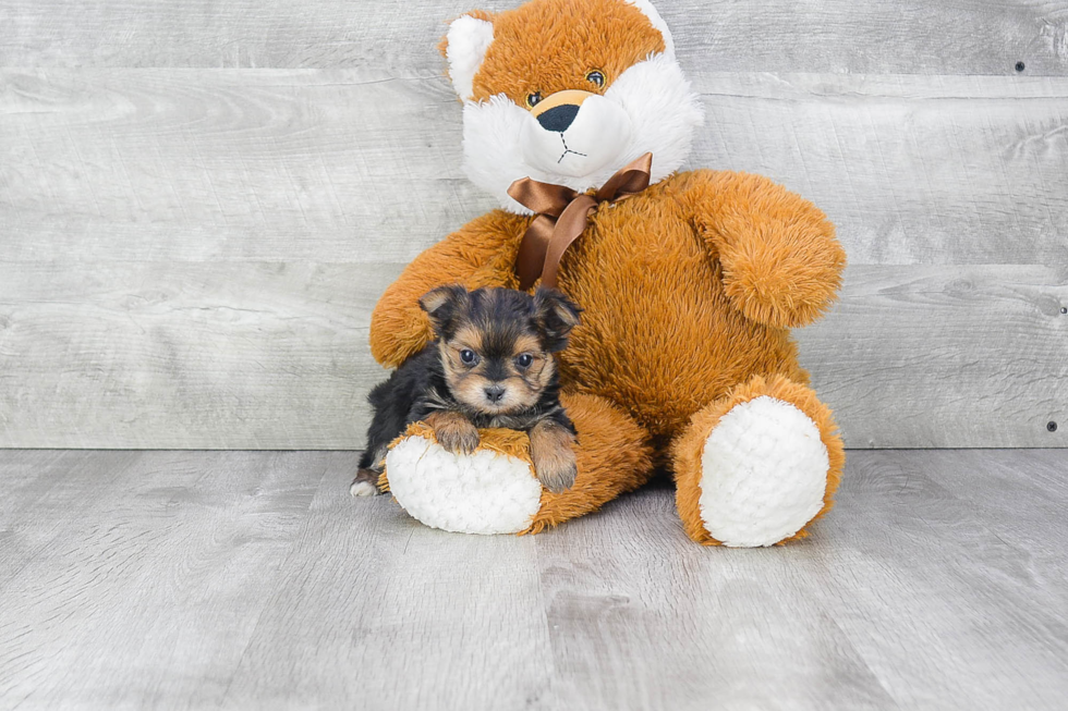 Little Yorkie Designer Puppy