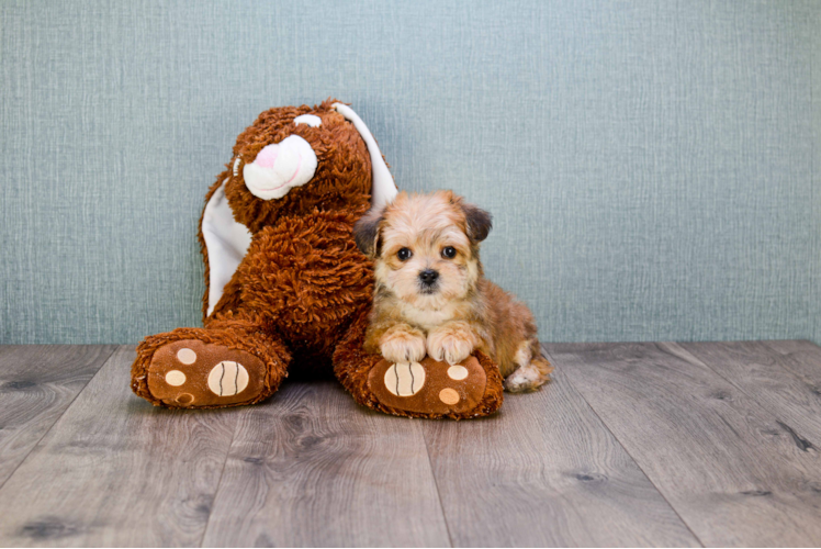 Morkie Pup Being Cute
