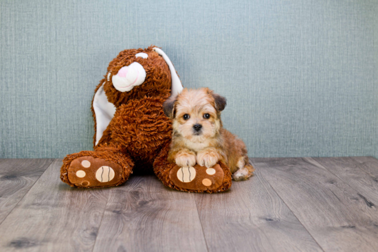 Morkie Pup Being Cute