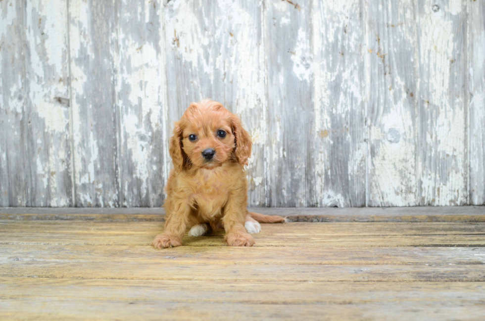 Friendly Cavapoo Baby