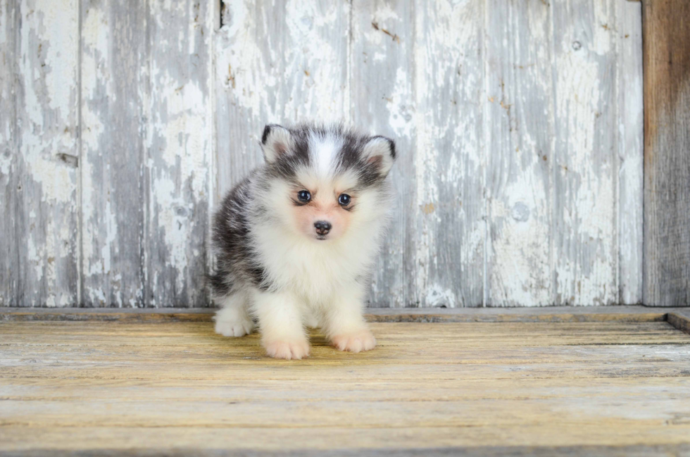 Pomsky Pup Being Cute