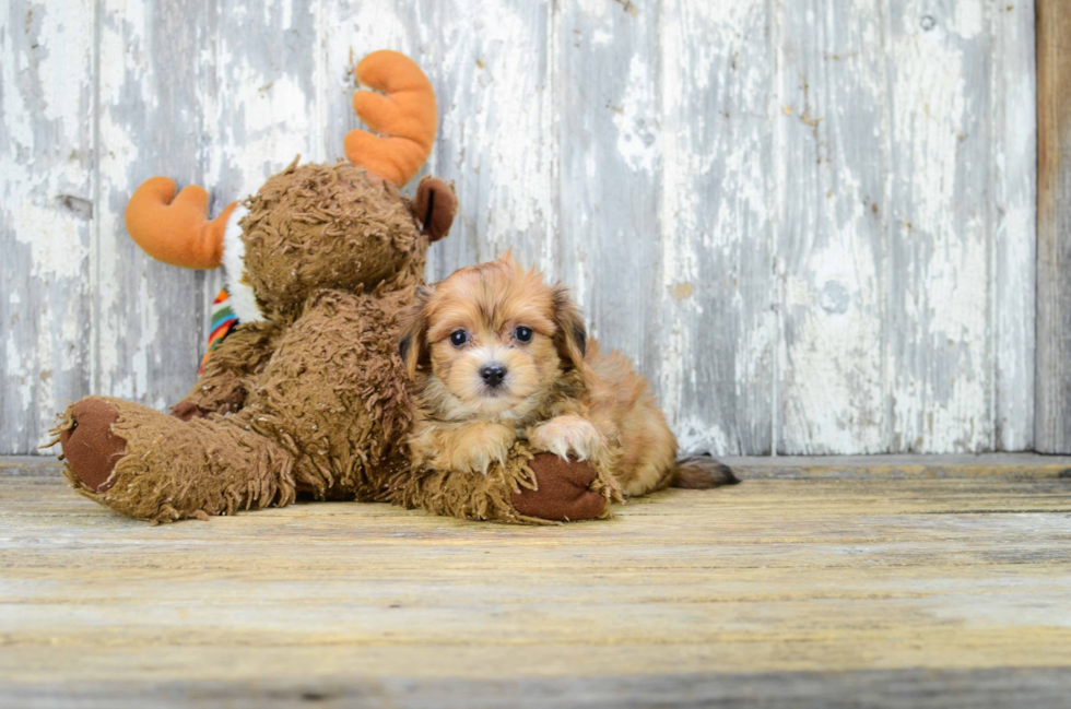 Morkie Puppy for Adoption