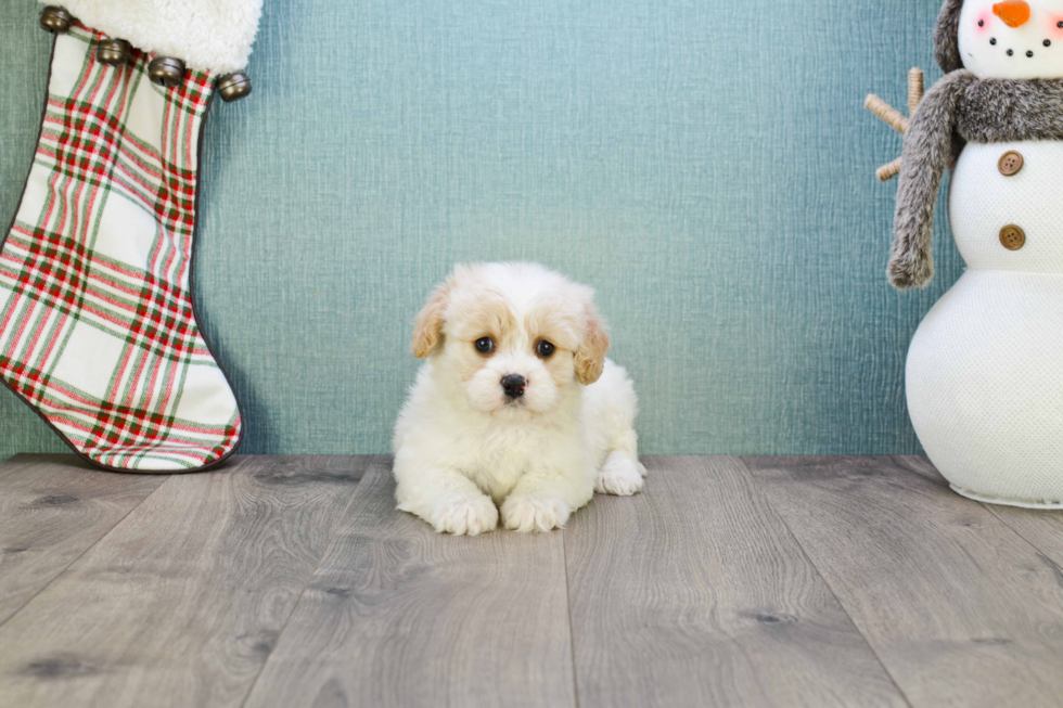 Small Cavachon Baby