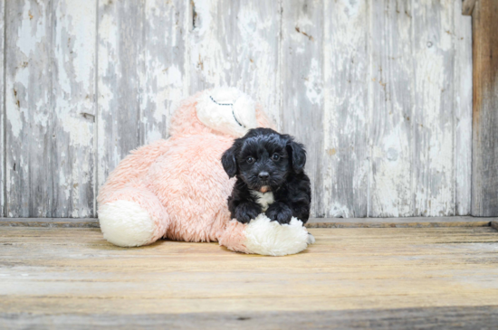 Yorkie Poo Pup Being Cute