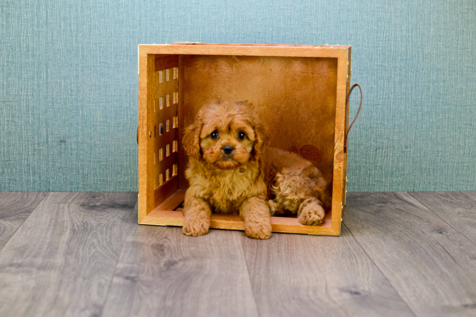 Happy Cavapoo Baby