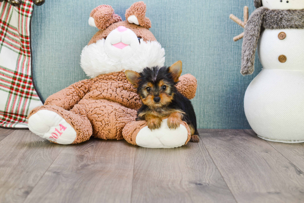 Meet Tinkerbell - our Yorkshire Terrier Puppy Photo 