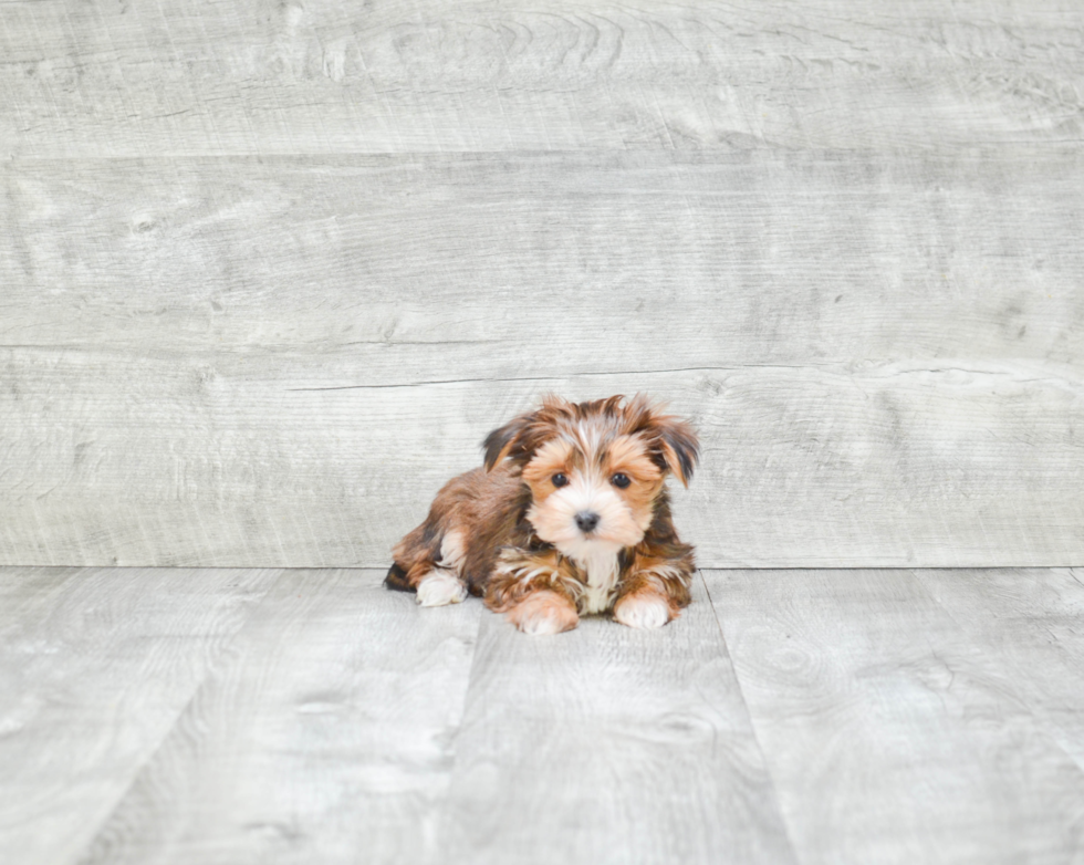 Morkie Puppy for Adoption
