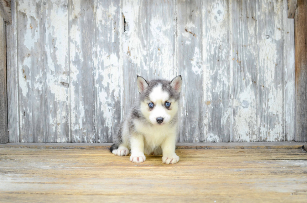 Energetic Mini Husky Designer Puppy