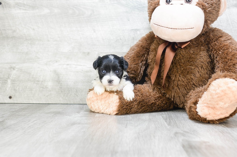 Morkie Pup Being Cute