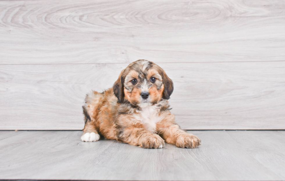 Mini Bernedoodle Puppy for Adoption