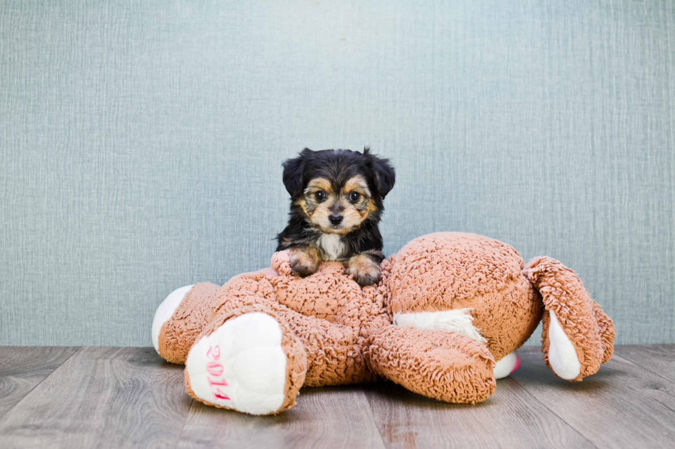 Smart Morkie Designer Pup