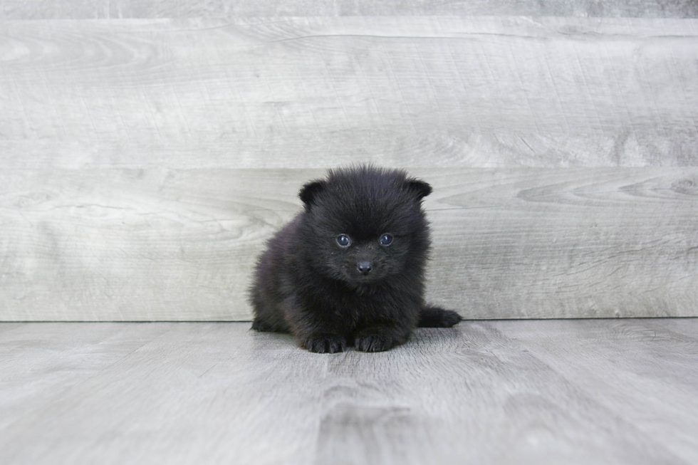 Pomeranian Pup Being Cute