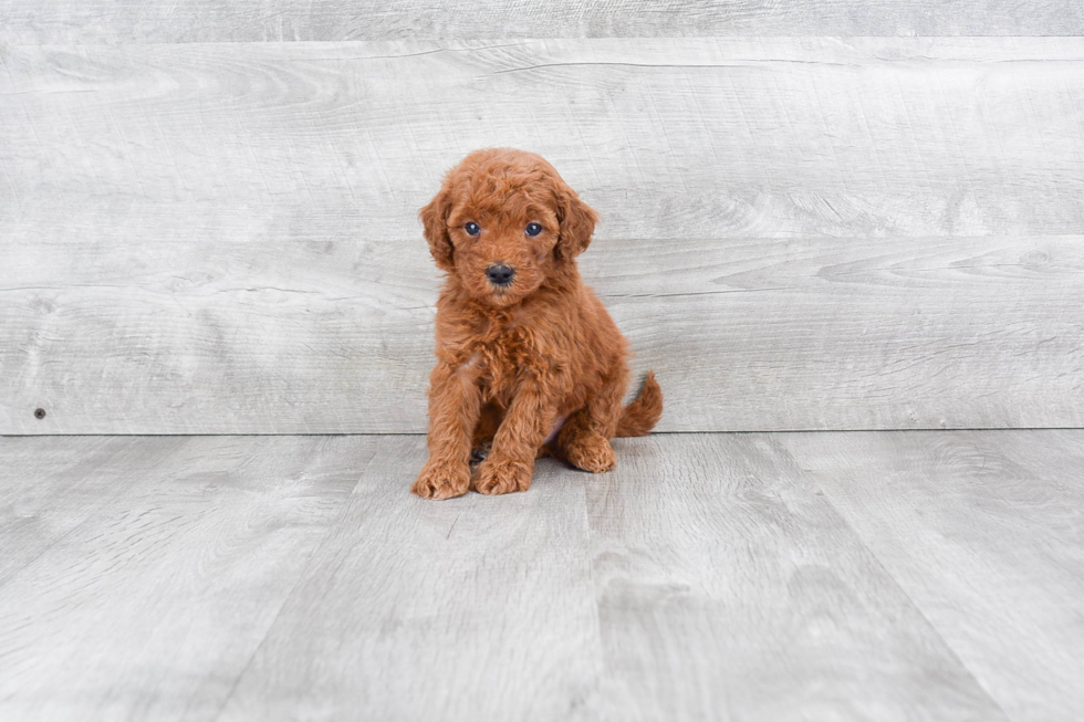 Mini Goldendoodle Pup Being Cute