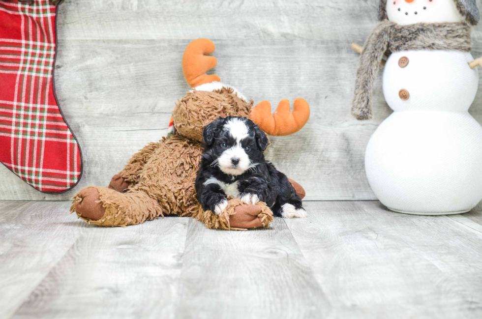Morkie Pup Being Cute