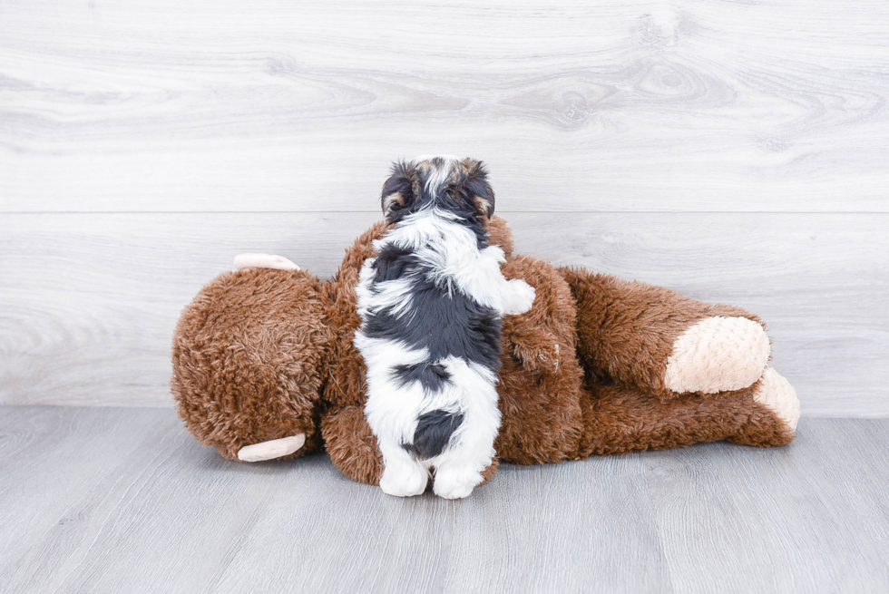 Morkie Pup Being Cute