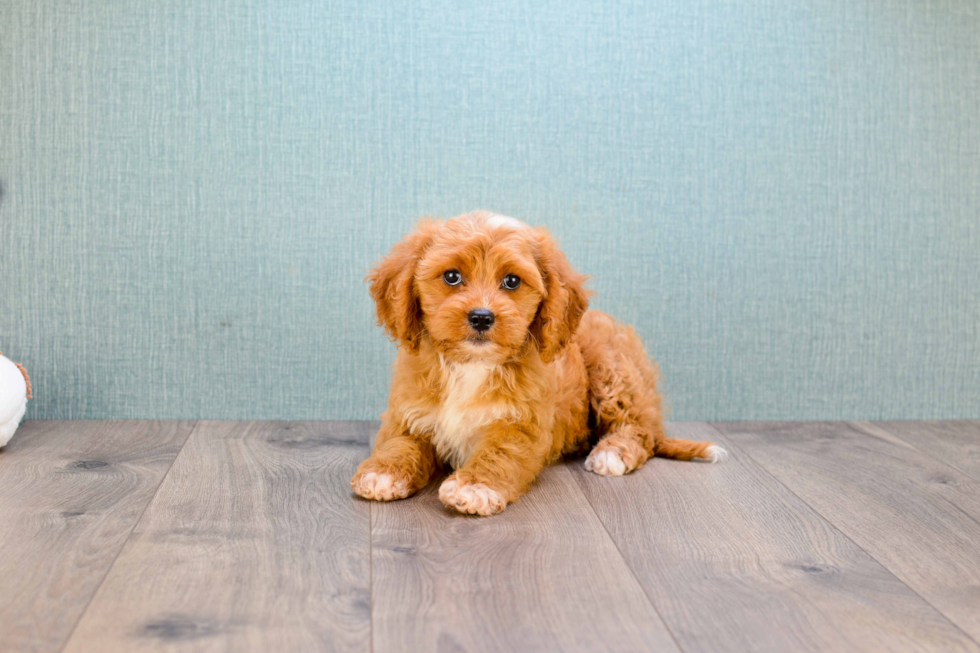 Sweet Cavapoo Baby